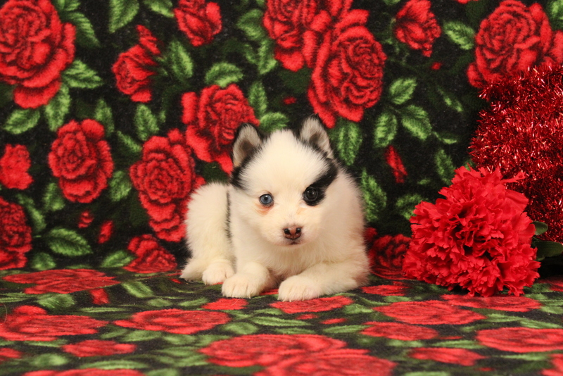 puppy, for, sale, Pomsky, Matthew B. Stoltzfus, dog, breeder, Gap, PA, dog-breeder, puppy-for-sale, forsale, nearby, find, puppyfind, locator, puppylocator, aca